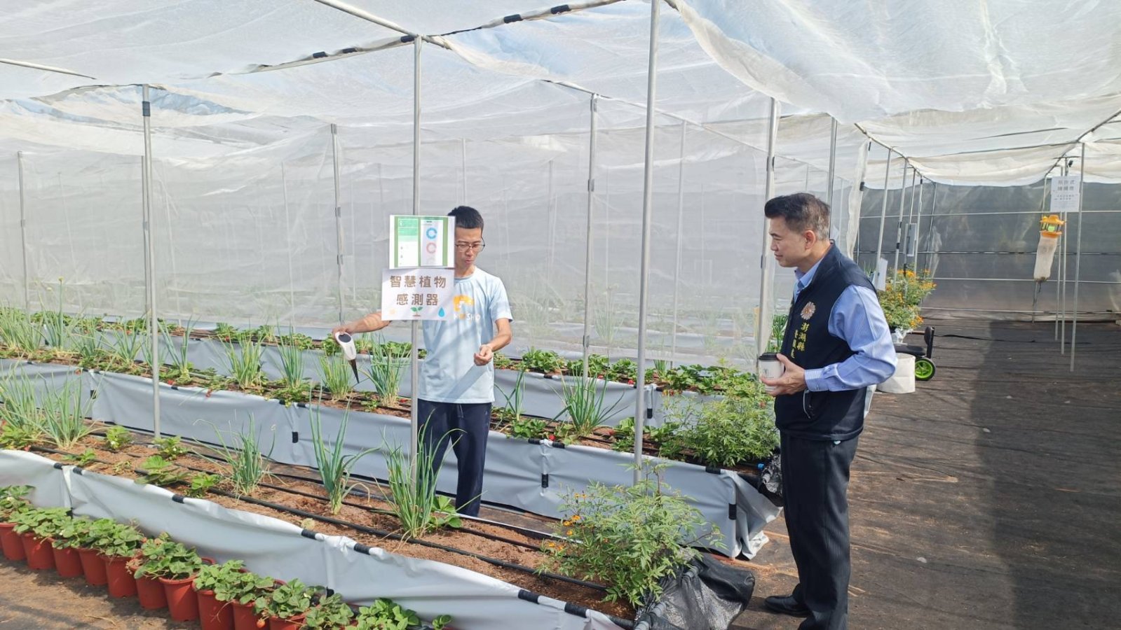曾右鑫先生向余熙明處長說明草莓植株間種葱有驅蟲效果.jpg