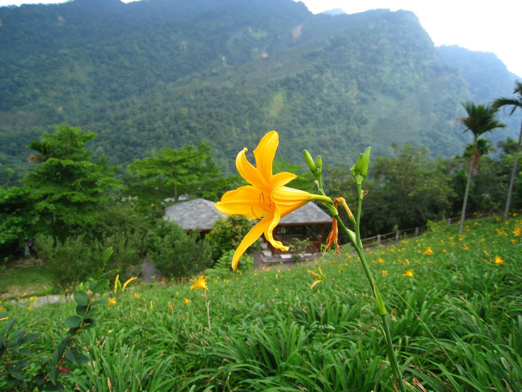 goldenflower