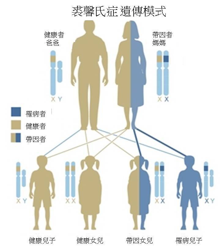 裘馨症基因遺傳機轉圖解 中文
